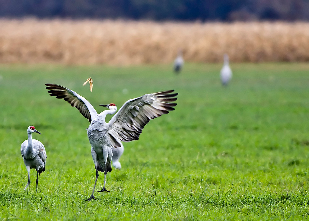IMAGE: http://edl1954.smugmug.com/Nature/Jasper-Pulaski-Wildlife-Area/IMG2165A/1084878256_ZMkXo-XL.jpg