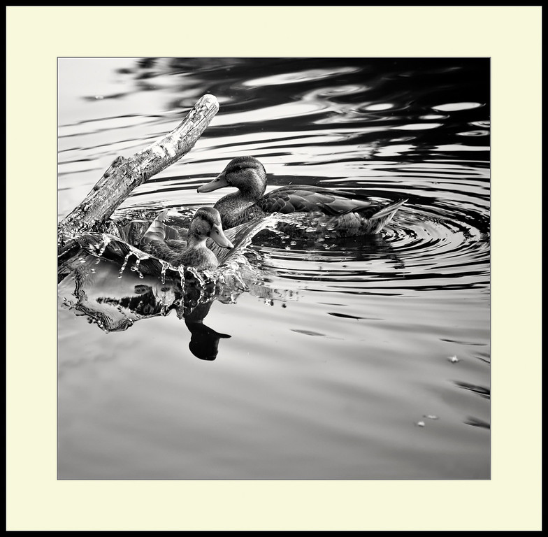 IMAGE: http://edl1954.smugmug.com/Nature/Lincoln-Park-Peggy-Notabert/IMG0922BW/966702500_HTegd-XL.jpg